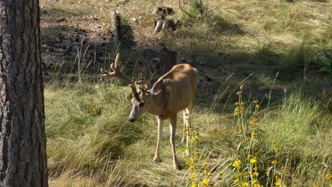Buck with CWD Standing Listlessly Stock Footage 119080628