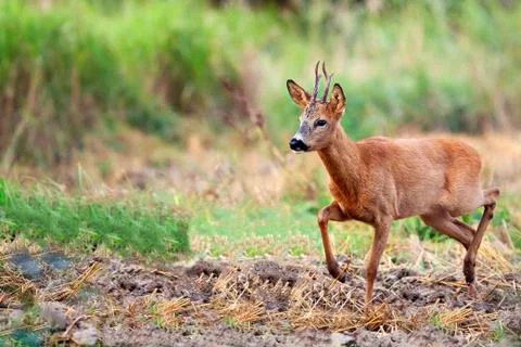 Buck deer in a clearing Stock Photos