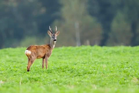 Buck deer in a clearing Stock Photos