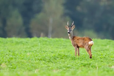 Buck deer in a clearing Stock Photos