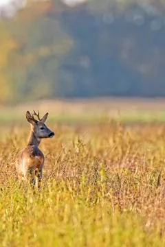 Buck deer in a clearing Stock Photos