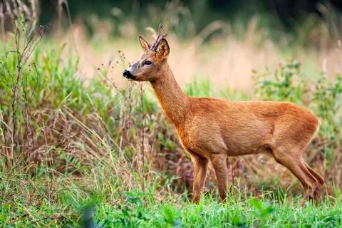 Buck deer in a clearing Stock Photos