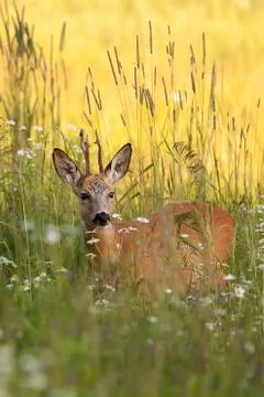 Buck deer in a clearing Stock Photos