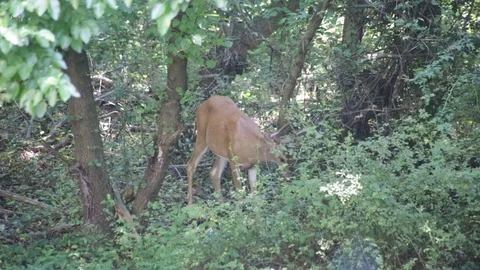 Buck (deer) eating in the forest Stock Footage 70538895