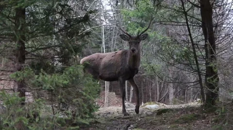 Buck deer goes through the forest, slow motion Stock Footage 60749614