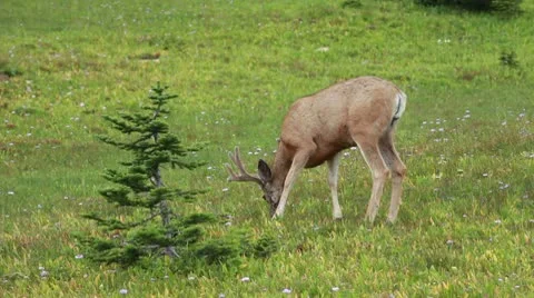 Buck deer grazing mountain forest meadow P HD 0516 Stock Footage 10600316