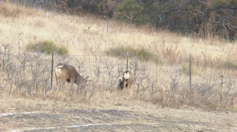 Buck deer lies down Stock Footage 35977163