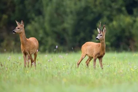 Buck deer with roe-deer in a clearing Stock Photos