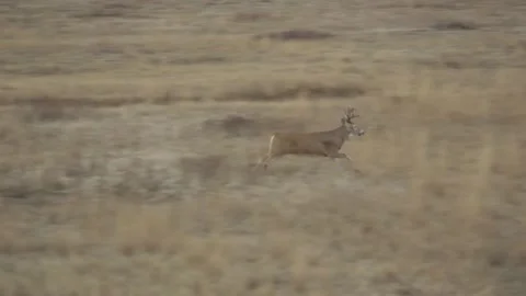 Buck Deer Running Stock Footage 158404690