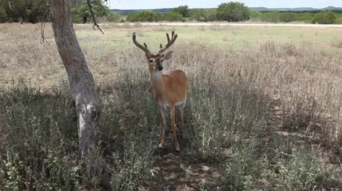 Buck deer under a tree Video stock 34573168