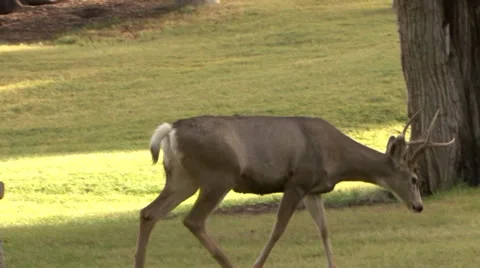 Buck Deer Walking Through Meadow Stock Footage 27798725