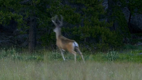 Buck &amp; Doe Jumping 動画素材 82948867