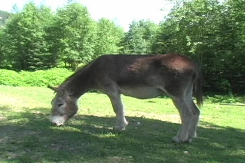 Buck the Donkey Vídeo Stock 96642