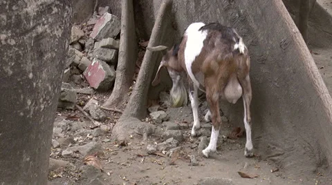 Buck eating Stock Footage 34515333