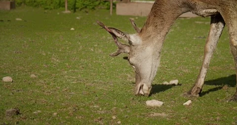 Buck eats grass close up Stock Footage 138129143