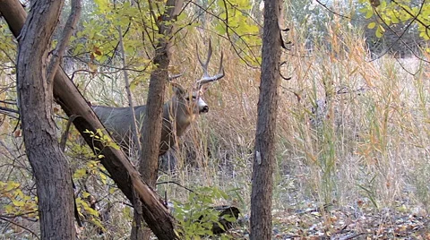 Buck at Edge of Thicket Turns to Leave Stock Footage 49653941