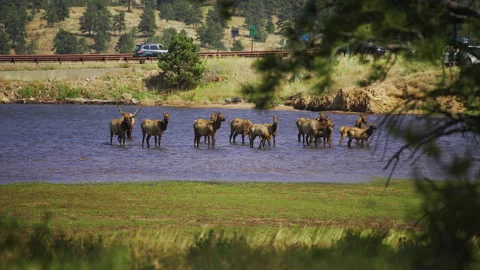 Buck Elk bugle calling at herd of female cow while in lake slow motion 4k 30 Stock Footage 162346948