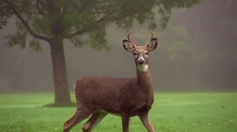 Buck in a Field Video stock 54100197