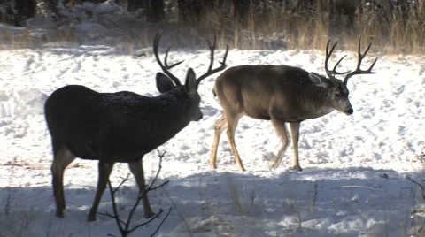 Buck in the Foreground is Intimidated by the Dominant Buck Stock Footage 49079953