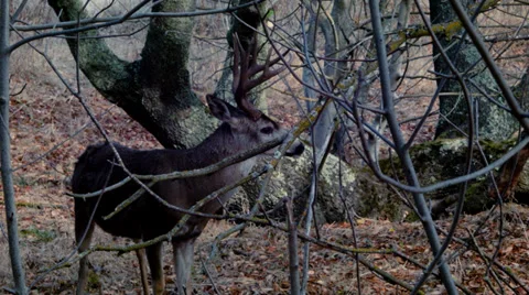 Buck in the forest Stock Footage 32968899