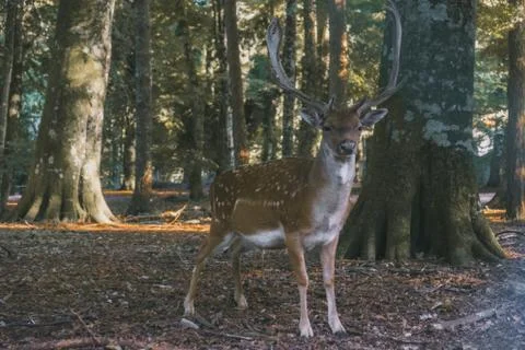 Buck in a forest Stockfoto's