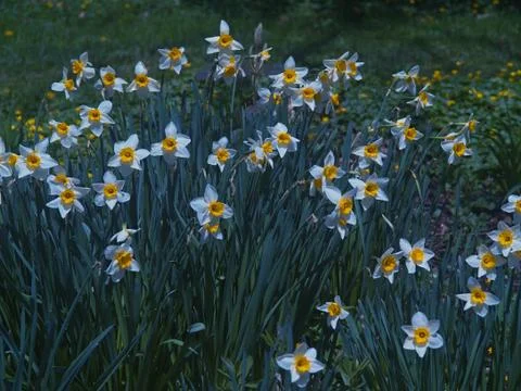 The Buck Garden 库存照片