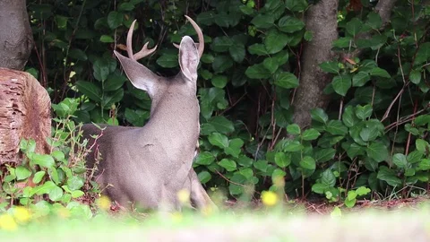 Buck in grass no audio Video stock 98045990