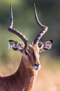 Buck Horns Wildlife Stock Photos