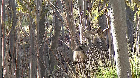 Buck Just After Copulation Doing Rub Urination Video stock 49650394