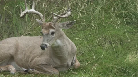 Buck Laying Down. 4k Stock Footage 158404768