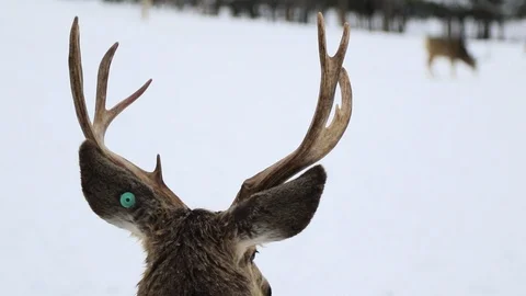 Buck looking around and grazing Stock Footage 127055596