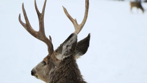 Buck looking around Stock Footage 127054771