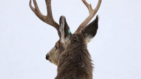 Buck looking around Stock Footage 127054779