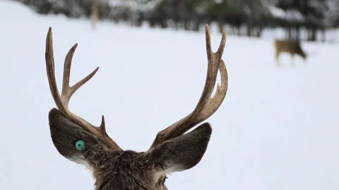Buck looking around Stock Footage 127055266