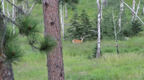 Buck looks at camera from a distance Stock Footage 40771909