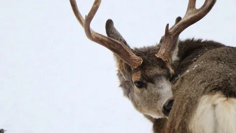 Buck with medium antlers Stock Footage 127056719