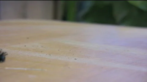 Buck Moth Caterpillar Stock Footage 843168