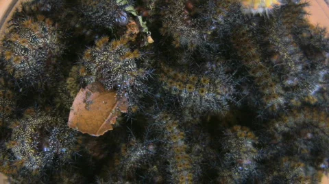Buck Moth Caterpillars Stock Footage 843015
