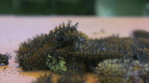 Buck Moth Caterpillars Stock Footage 843959