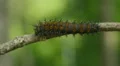 Buck Moth (Hemileuca maia) Caterpillar 2 HD Footage