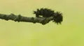 Buck Moth (Hemileuca maia) Caterpillar 1 HD Footage