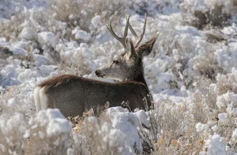 Buck Mule Deer 写真素材
