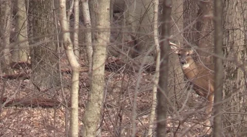 Buck with one antler missing Stock Footage 60633687