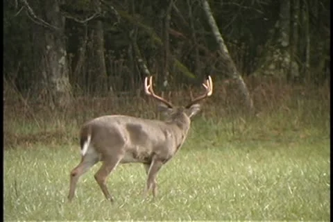 Buck pawing Stock Footage 9369619