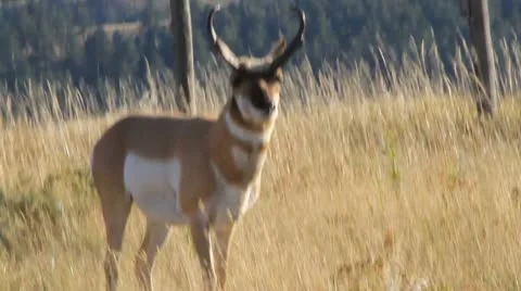 Buck Pronghorn stands in the wind Stock-Footage 8848552