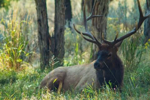Buck Resting Stock Photos