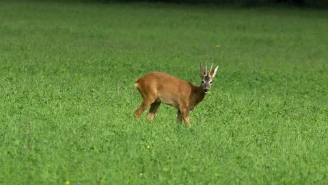 Buck Roe Deer Foraging and Watching in Meadow - 4K Wildlife Slow Motion Stock Footage 336726066