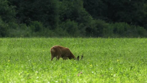 Buck Roe Deer Foraging, Calling and Dropping Leaf - 4K Wildlife Slow Motion Stock Footage 336725935