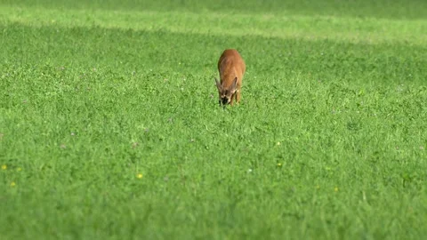 Buck Roe Deer Grazing and Chewing in Meadow - 4K Wildlife Slow Motion Stock Footage 336725928