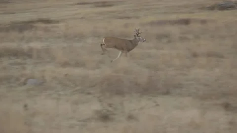 Buck Running Stock Footage 152499764